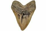 Massive, Fossil Megalodon Tooth - North Carolina #199693-1